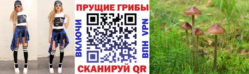 Галлюциногенные грибы Magic Shrooms  купить закладку  Фрязино 